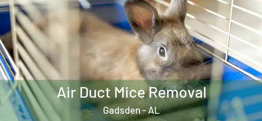 Air Duct Mice Removal Gadsden - AL